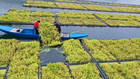 Kina, vodeni celer u berbi na ekološkom plutajućem ostrvu Qiandao jezera Pingshan,