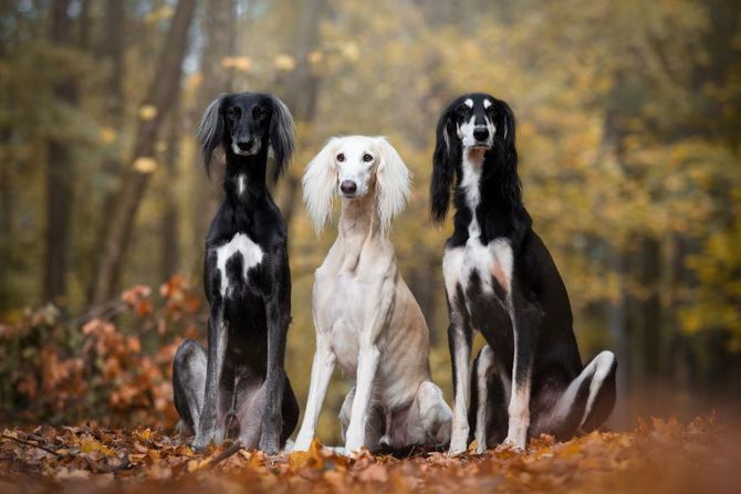 Saluki