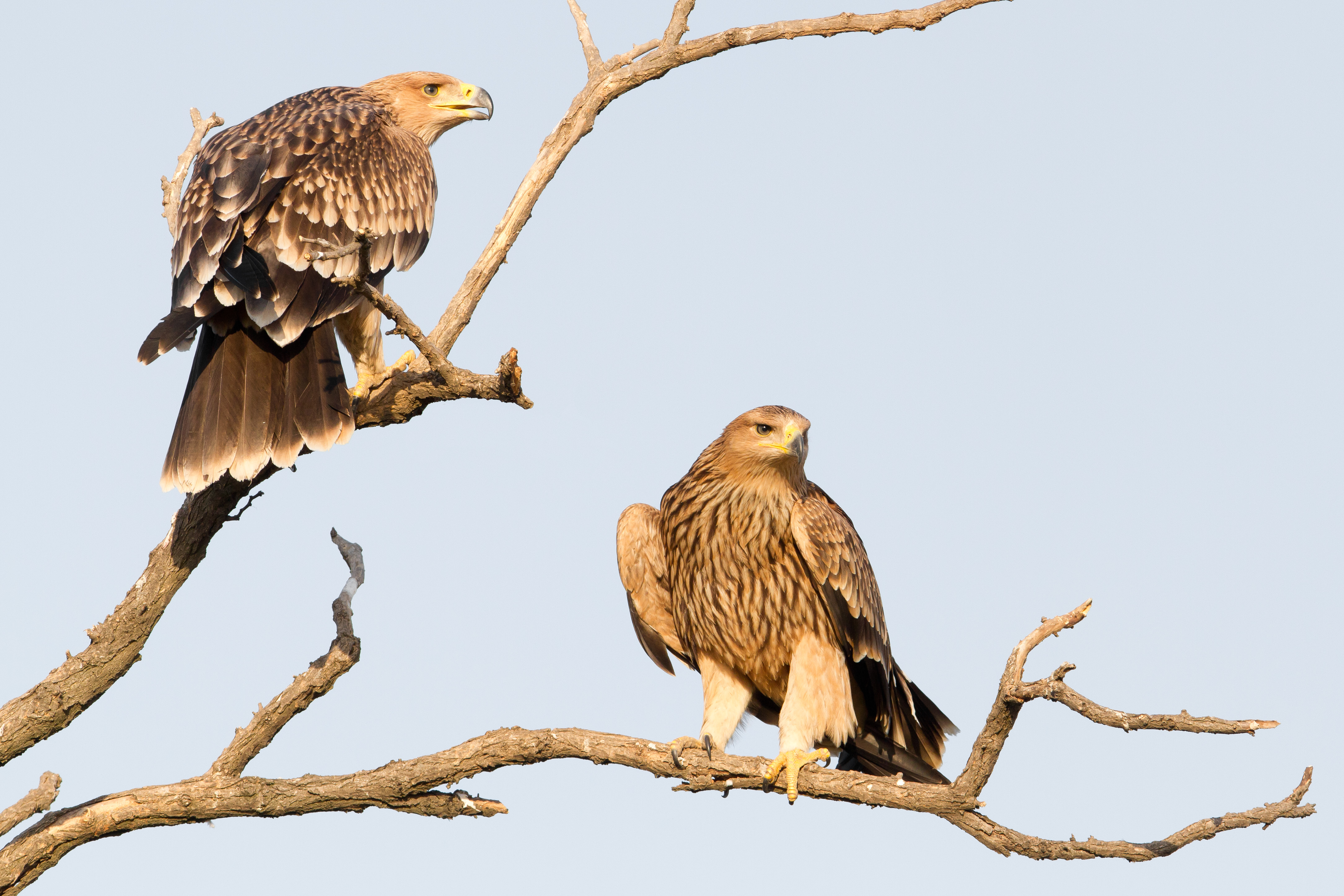 Velika pobeda srpskih ornitologa: Spasili smo simbol Srbije, pticu sa grba! Izumirali, a sad imamo 30 parova