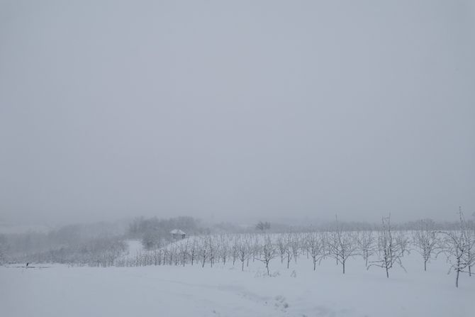 čačak, voće, sneg