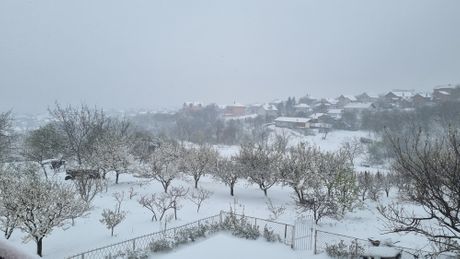 Snow Covers Orchards - Telegraf.rs