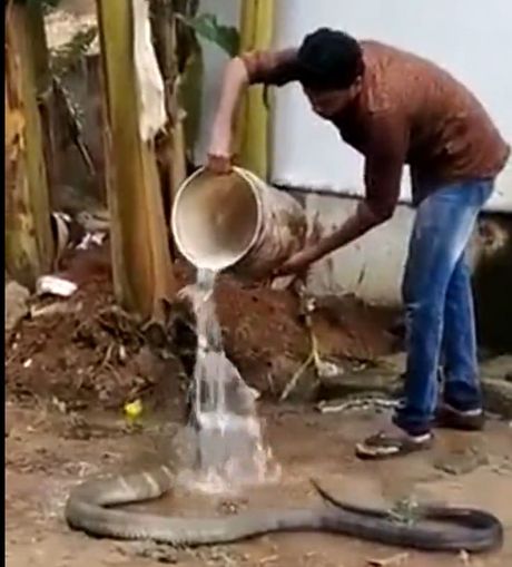 Hlađenje zmije u Indiji