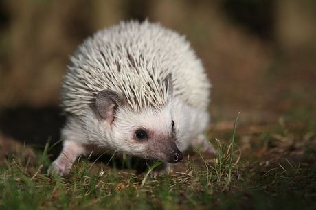 Afrički pigmejski jež Afrički pigmejski jež