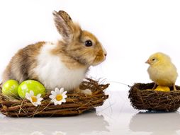 Uskrs, Vaskrs, uskršnji zec, uskršnje pile, jaja, uskršnja jaja