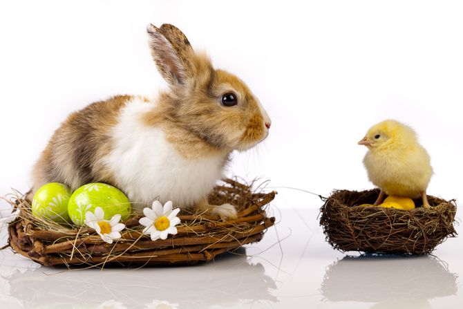 Uskrs, Vaskrs, uskršnji zec, uskršnje pile, jaja, uskršnja jaja Uskrs, Vaskrs, uskršnji zec, uskršnje pile, jaja, uskršnja jaja