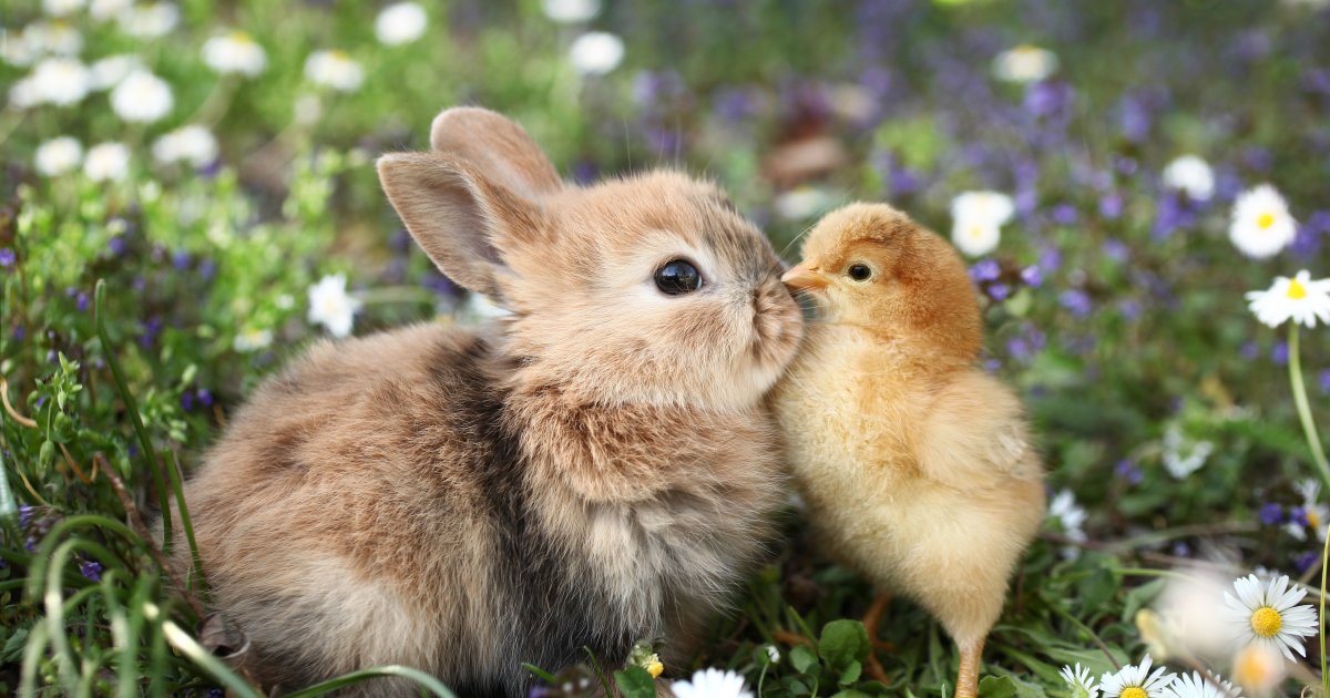 Evo da li zec zaista ima veze sa Vaskrsom i kako da 