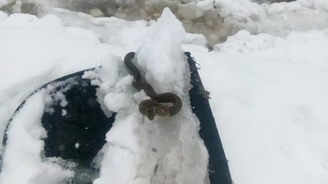 Sneg, zmija