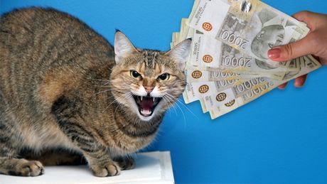 Besna ljuta mačka pare dinari