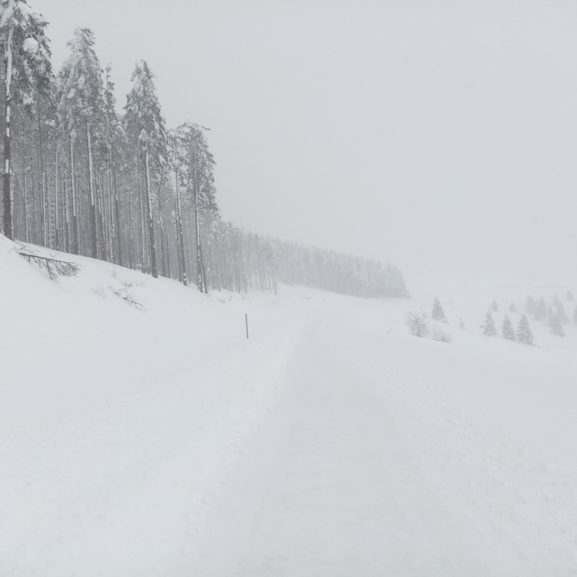 Video from a Serbian mountain won over the internet: Little animals run carefree in the snow, winter can't touch them