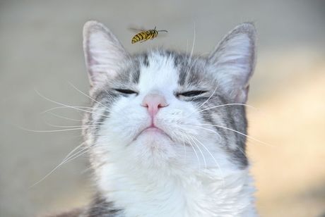 Mačka i ubodi pčele i ose