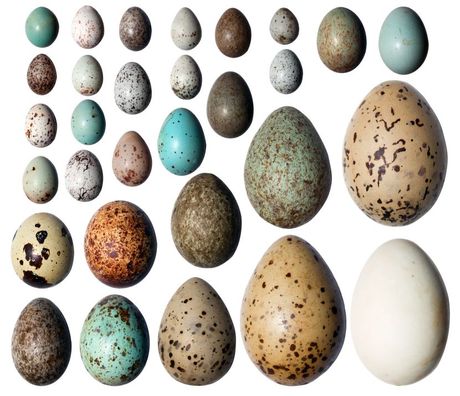 Jaja oblici, boje i veličine