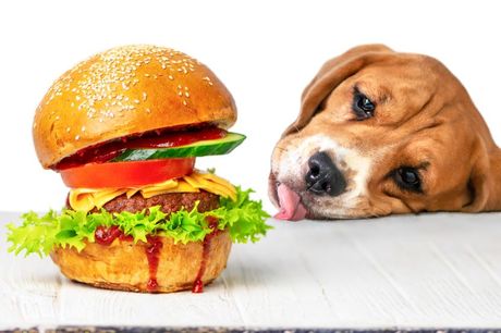 Mini hamburgeri za psa