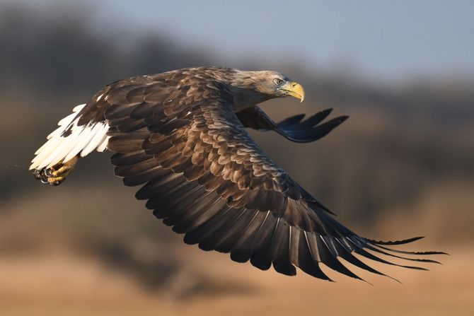 Orao belorepan White tailed Eagle (Haliaeetus albicilla)