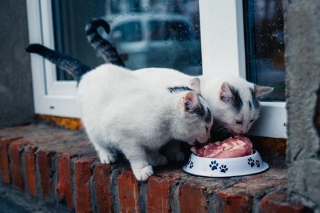 Domaća hrana za mačke