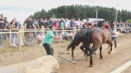 Štraparijada, Gornji Milanovac, takmičenje konja