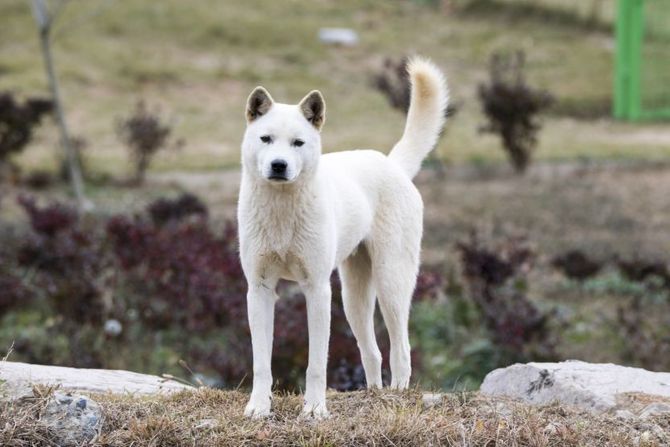 Jindo