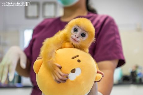 Langur, žuto majmunče, beba majmun