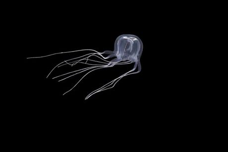 nova vrsta meduza