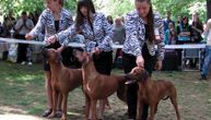 CACIB Vranje 2023: Na Međunarodnoj izložbi pasa učestvuju i ljubimci iz SAD i Australije