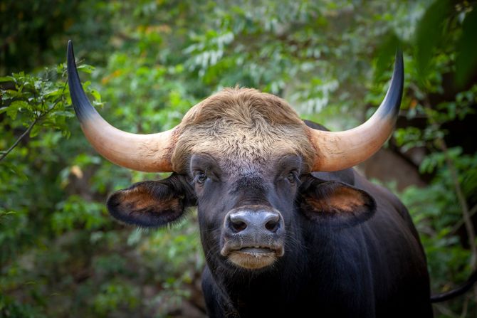 Gaur, indijski bizon