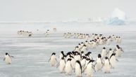 Prvi pingvini umrli od ptičjeg gripa