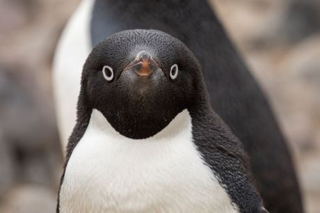 Svetski dan pingvina 25. april