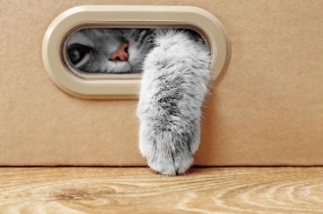 Mačka obožavalac kutija