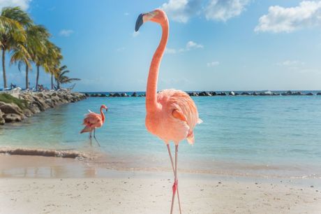 Međunarodni dan flaminga 26. april