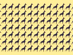 Skrivalica dobermani