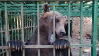Ljubo više neće biti u kavezu: Crna Gora dobila rezervat za medveda koji se prostire na 8.400 kvadrata