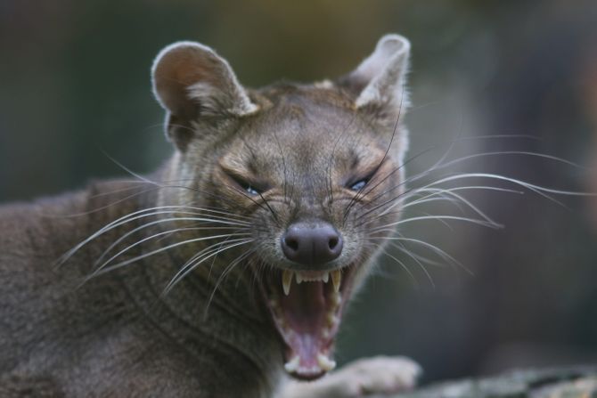 fossa fosa besna