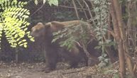 Istina o snimku medveda sa Zlatibora: Jurili ga, on iza drveta virio da li su još tu