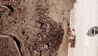 Prskanjem uništili više stotina košnica u Inđiji: Pčelari strahuju od neodgovornih voćara