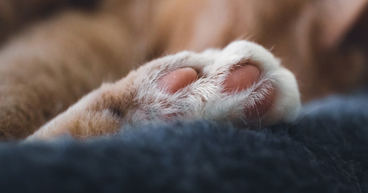 Lazar je po pljusku skinuo jaknu i umotao bačeno štene! Snimak je postao viralan, a ovako oni danas izgledaju