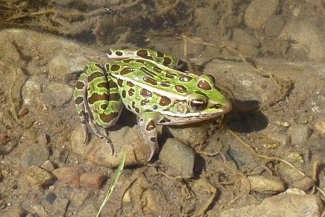 Leopard žaba