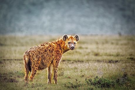 Međunarodni dan poštovanja hijena 27. april
