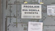 "Nagojio prasiće, pa ih prodaje za 1.maj": Oglas iz Rume šokirao sve, a kad smo pozvali, saznali smo istinu