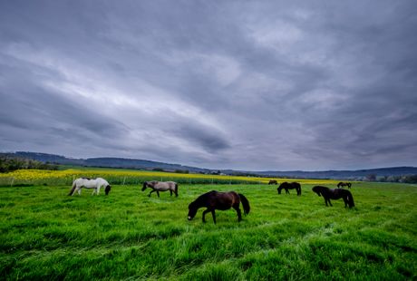 Islandski konji