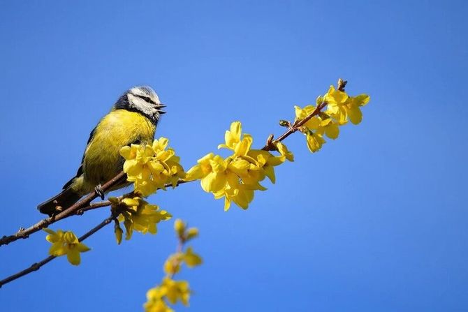 Kako ptice obavljajau malu nuždu