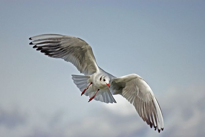 Kako ptice obavljajau malu nuždu Kako ptice obavljajau malu nuždu