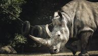 Tragedija u Salzburgu: Nosorog ubio čuvarku u zoo vrtu, još jednu osobu povredio