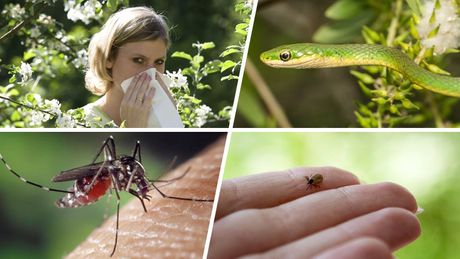 krpelj, komarac, zmija, polen, ambozija, alergija