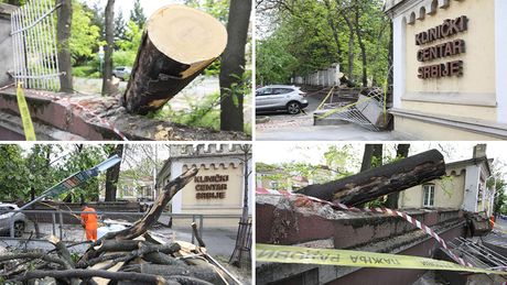 Klinički centar Srbije, palo drvo