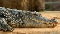 Desetine krokodila pobeglo sa farme za uzgoj usled poplava u južnoj Kini: Neki su vraćeni a neki ubijeni