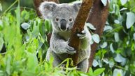 Jedna od najslađih i najpoznatijih australijskih životinja danas slavi svoj dan