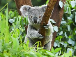 Svetski dan divljih koala