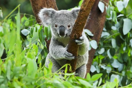 Svetski dan divljih koala