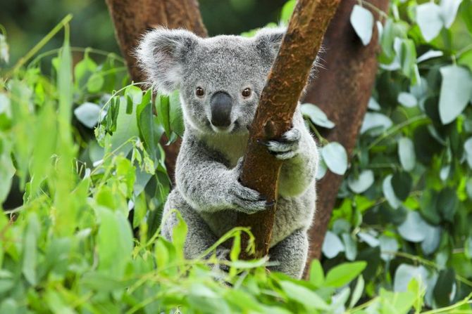 Svetski dan divljih koala