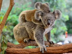 Svetski dan divljih koala