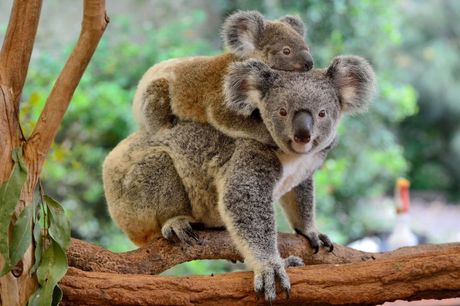 Svetski dan divljih koala Svetski dan divljih koala